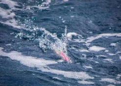 Fish DownSea 5in Party Hats Lures -Fishing Goods Store fish downsea 5in party hats lures 24708.1650992382