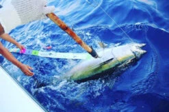 Yellowfin Tuna Release Ruler -Fishing Goods Store yellowfin tuna release ruler 70339.1651346588